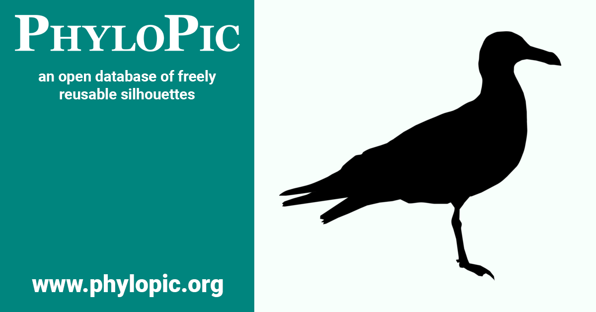 Larus belcheri by Juan Carlos Jerí (CC0 1.0) PhyloPic