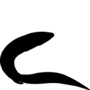 Pteroplax cornutus