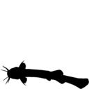 Trichomycterus bogotensis