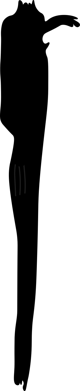 Ascidiacea