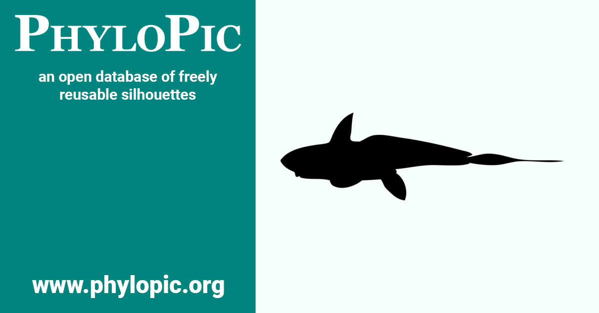 Chimaera monstrosa PhyloPic