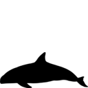 Phocoena sinus