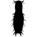 Thaumastoderma natlanticum