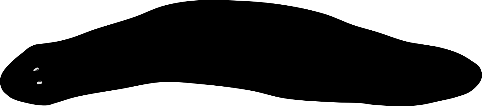 Dugesia bifida