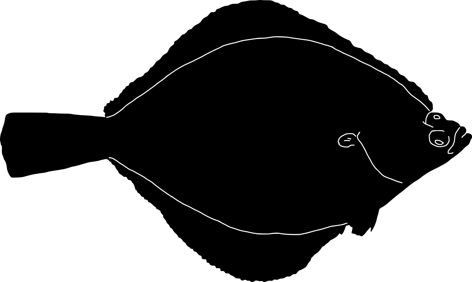 Pleuronectes platessa