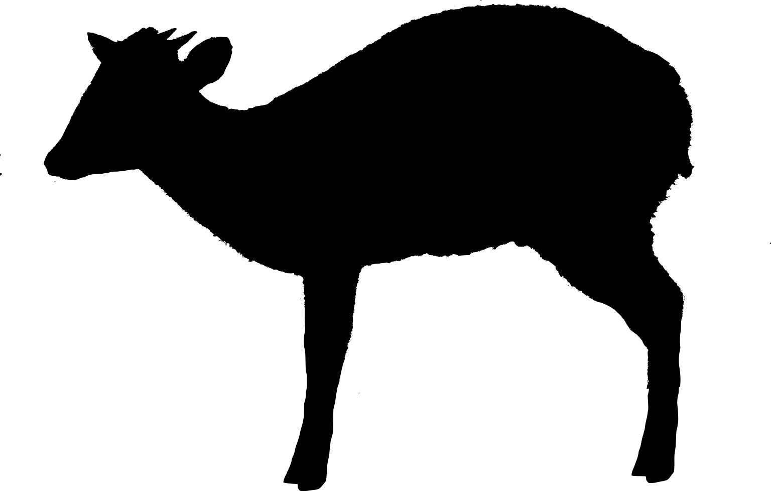 Cephalophus natalensis