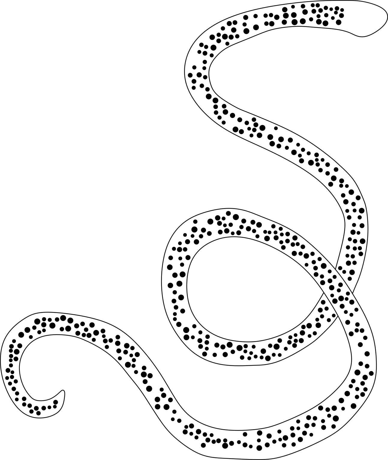 Wuchereria bancrofti