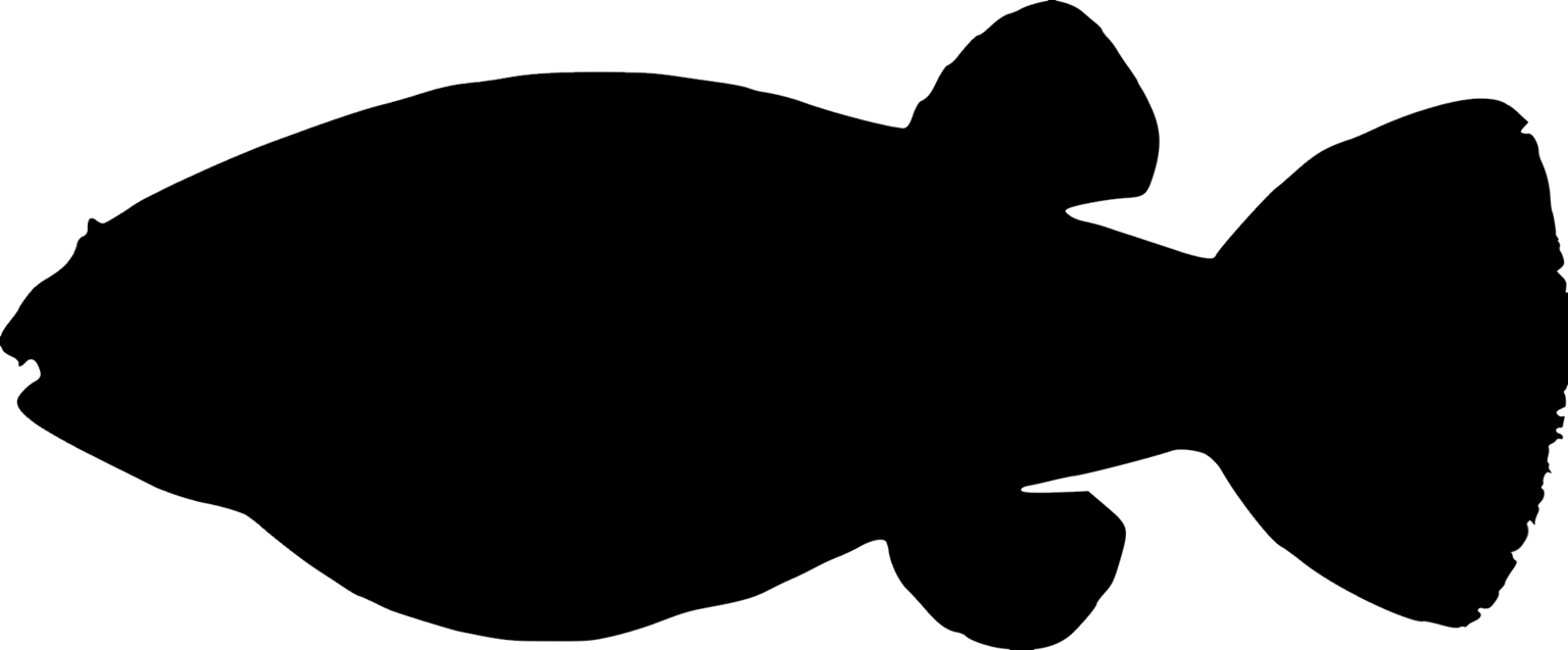 Tetraodon nigroviridis