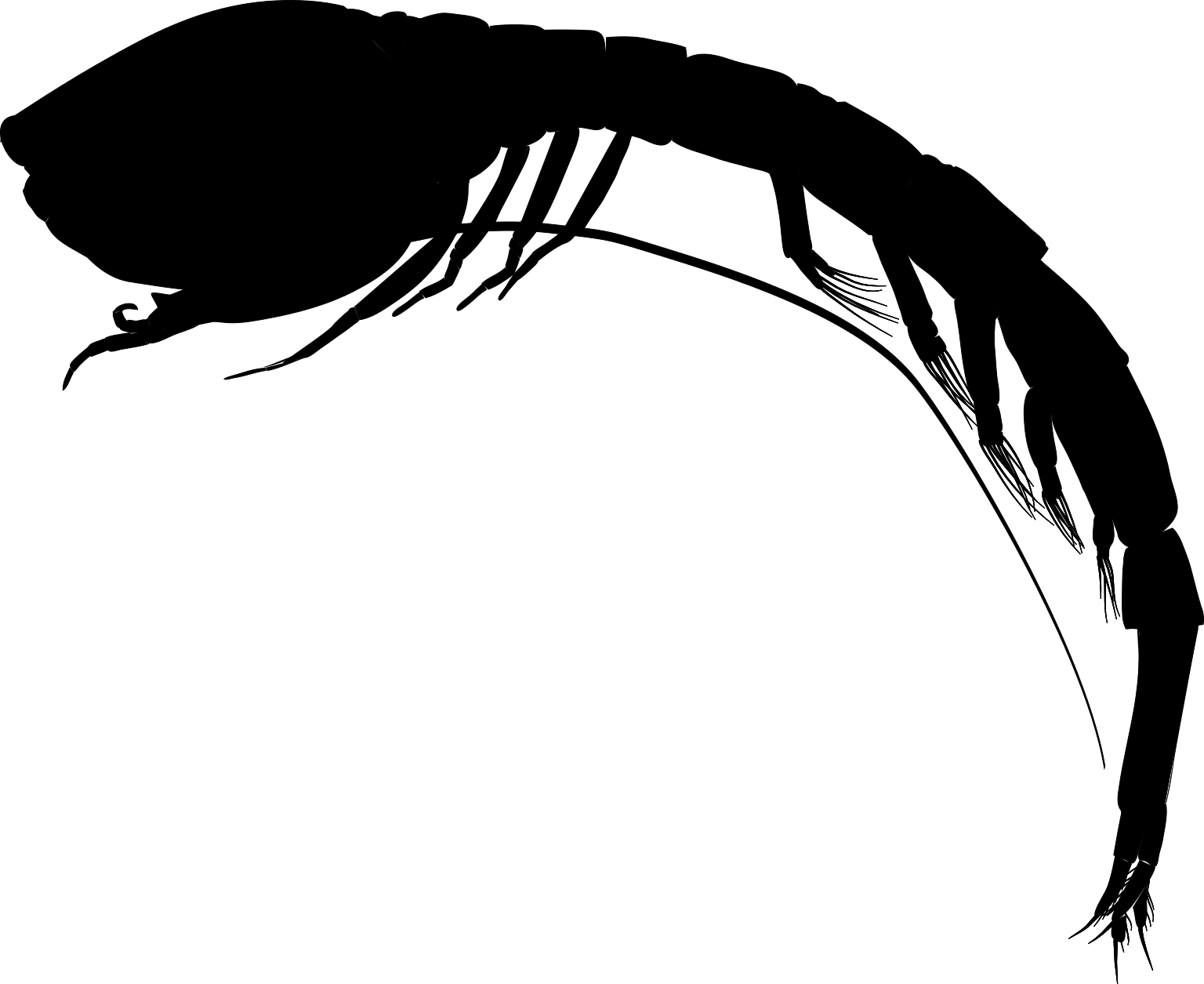 Eobodotria muisca