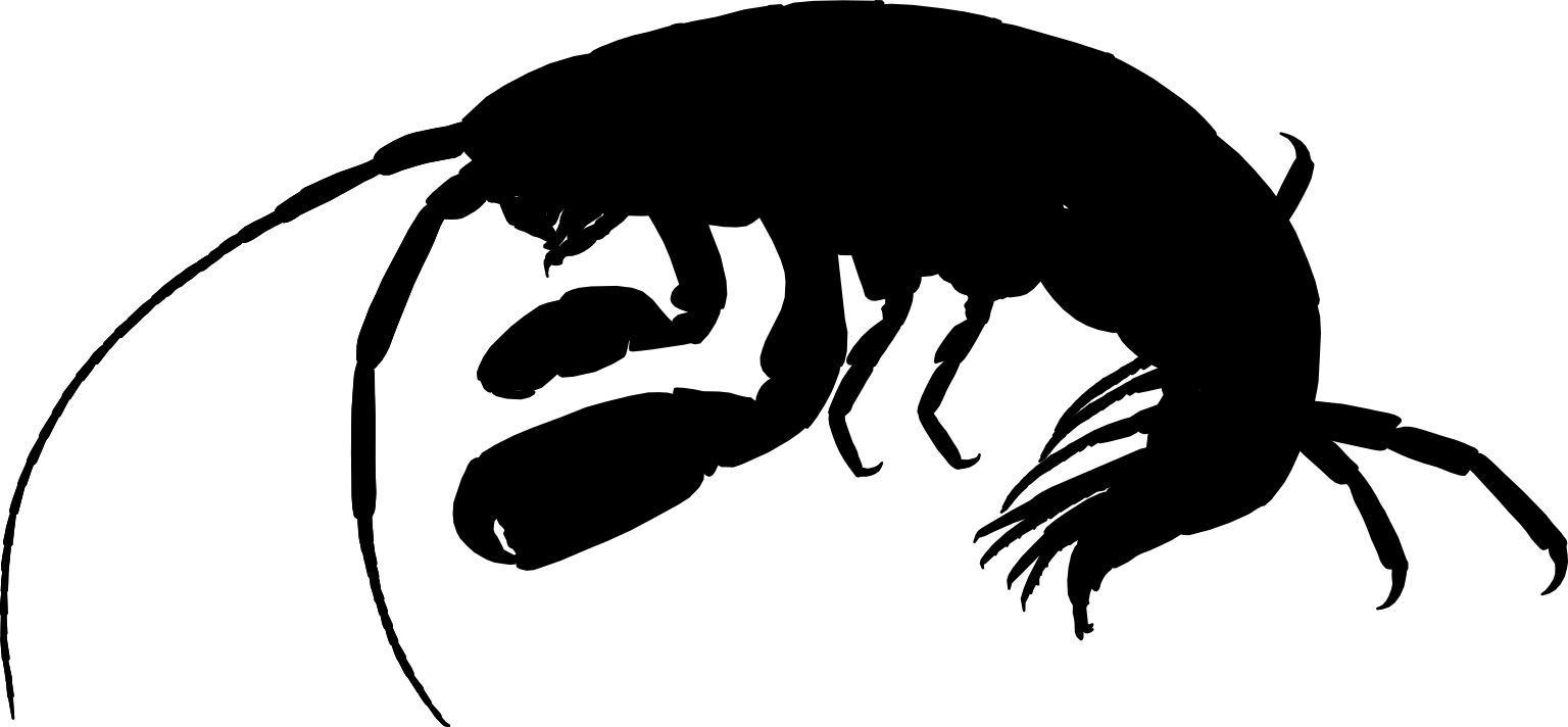 Ampithoe valida
