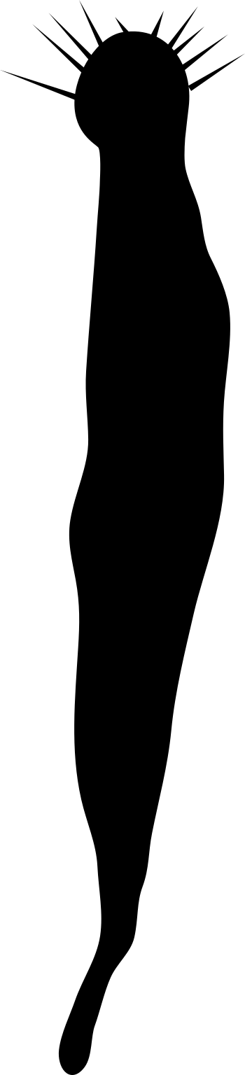 Gnathostomulida