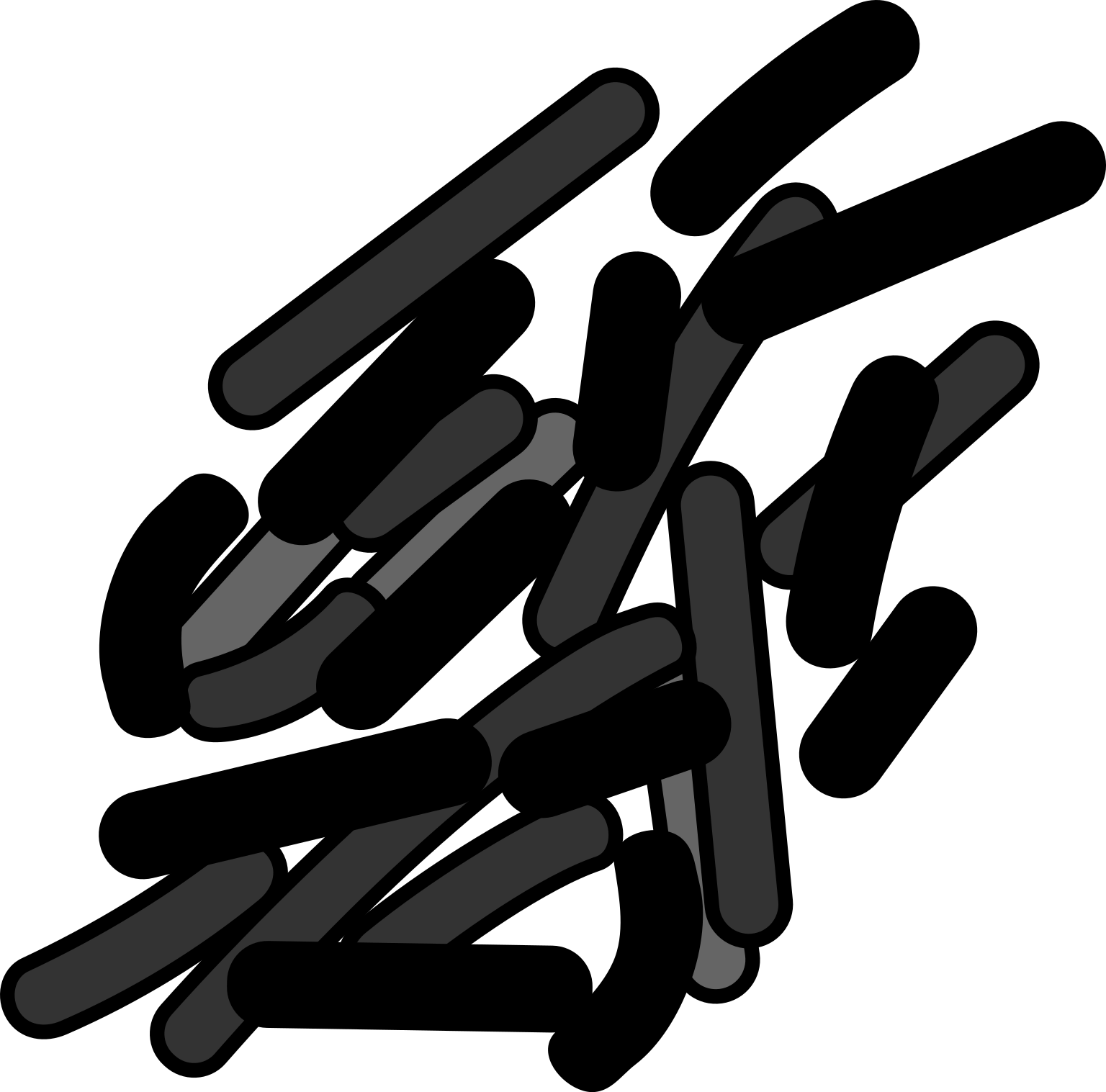 Cytophaga hutchinsonii