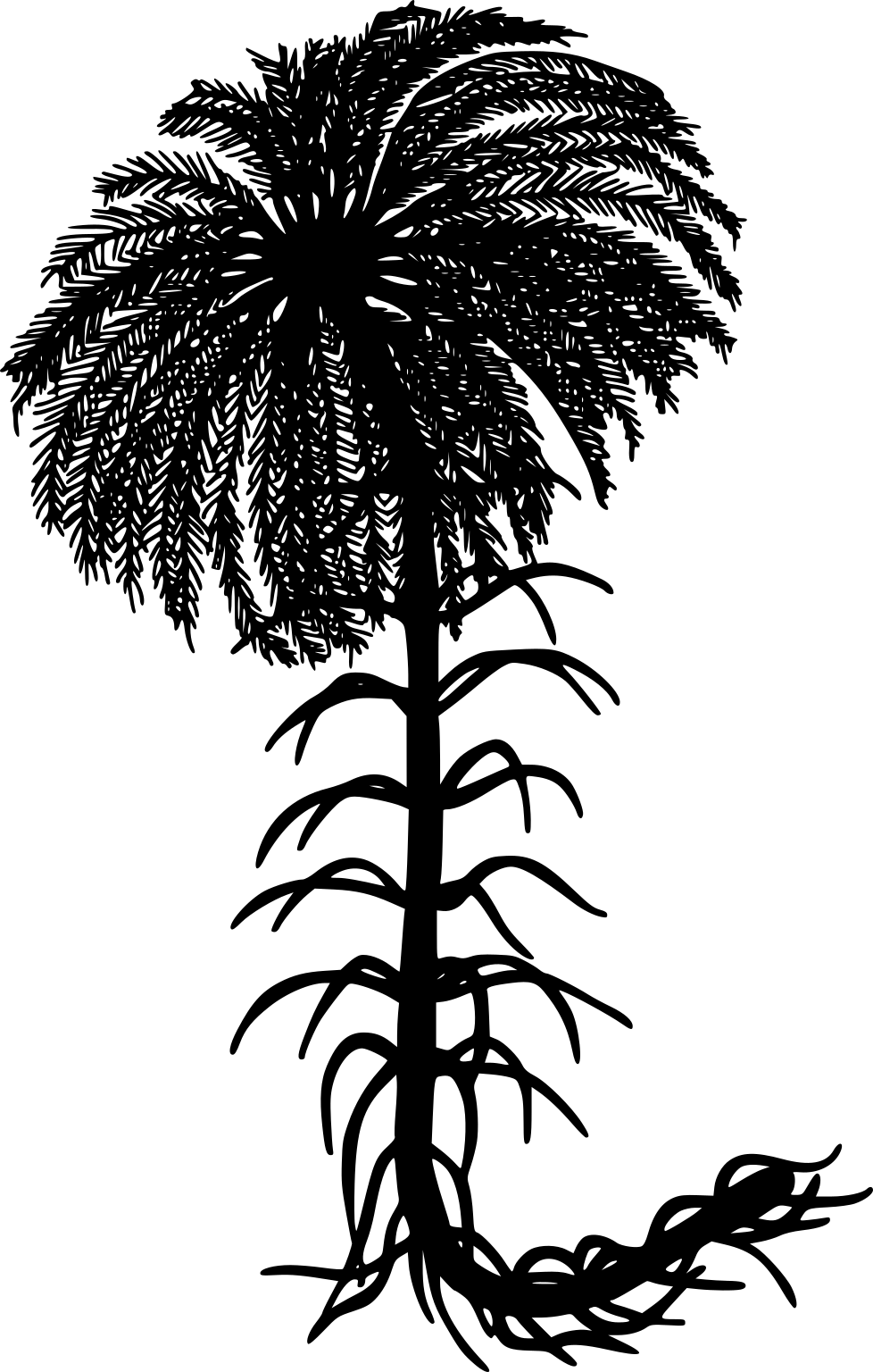 Isocrinidae