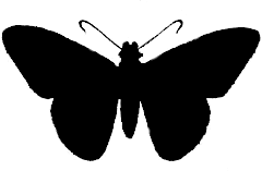 Celaenorrhinus aegiochus