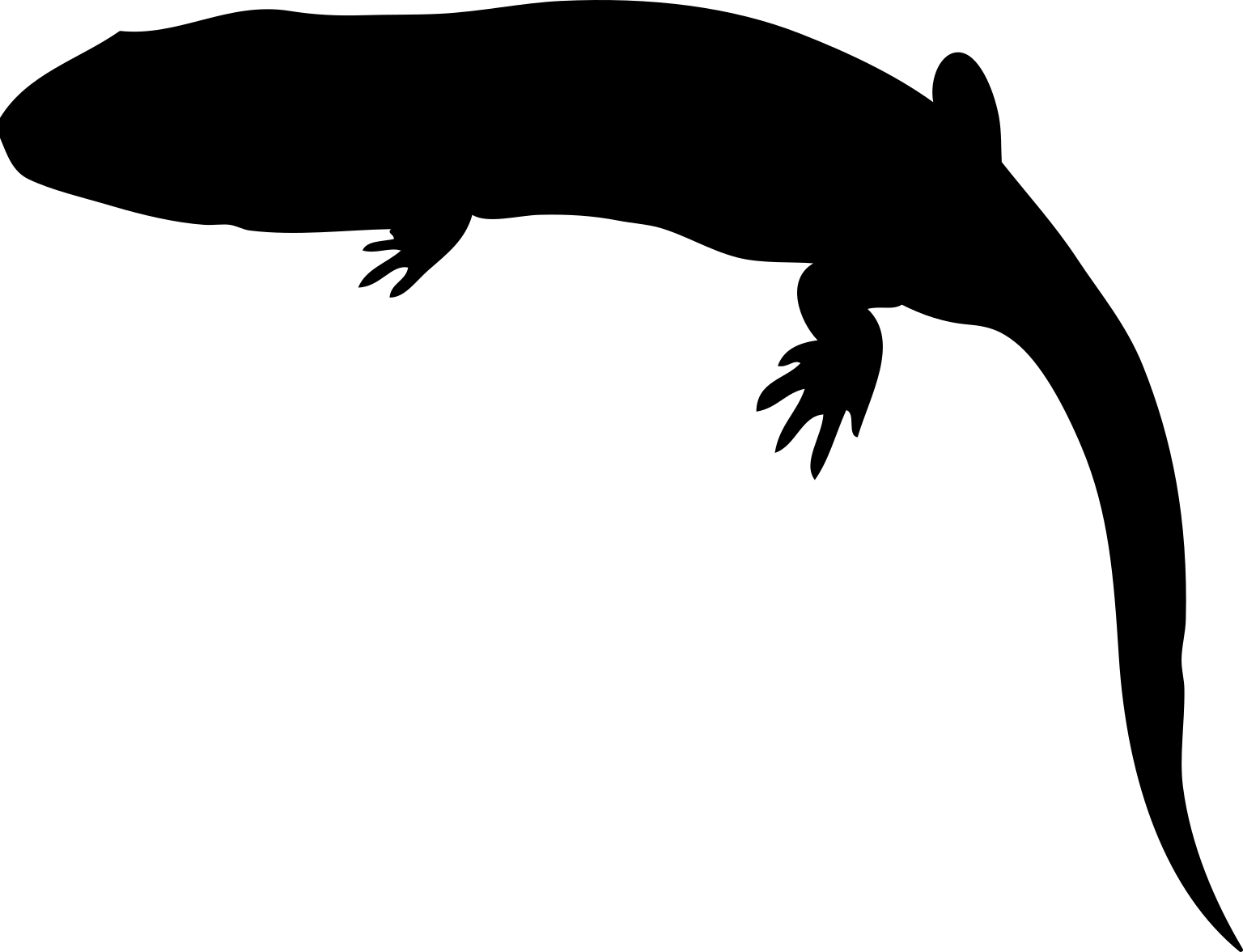 Caerorhachis bairdi