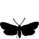 Adscita geryon