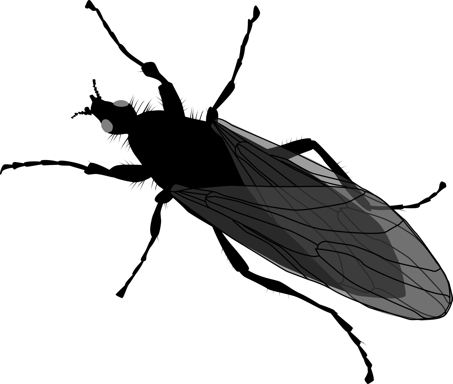 Bibio marci
