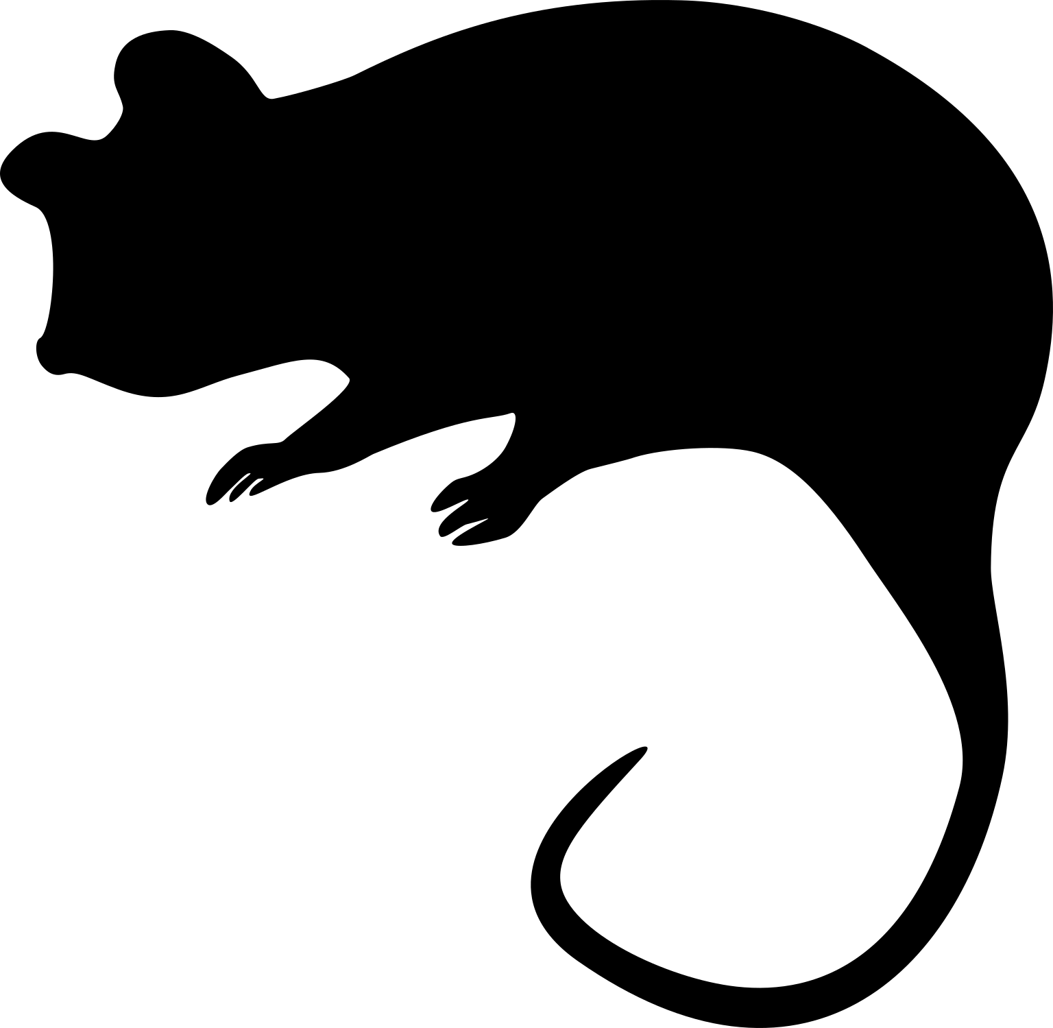 Pseudocheirus peregrinus