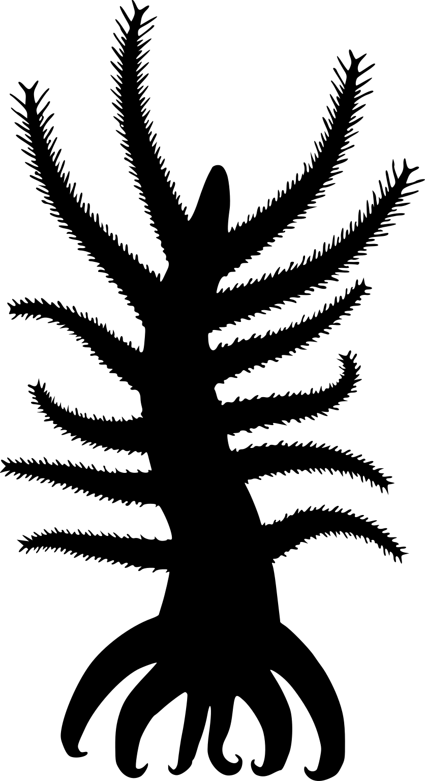 Ovatiovermis cribrosus