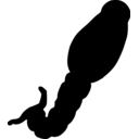 Schistosoma mansoni