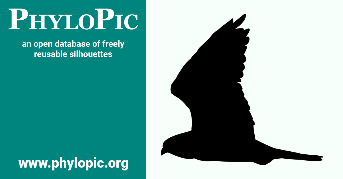 Elanus scriptus by Lucy Coleman (CC BY 4.0) - PhyloPic