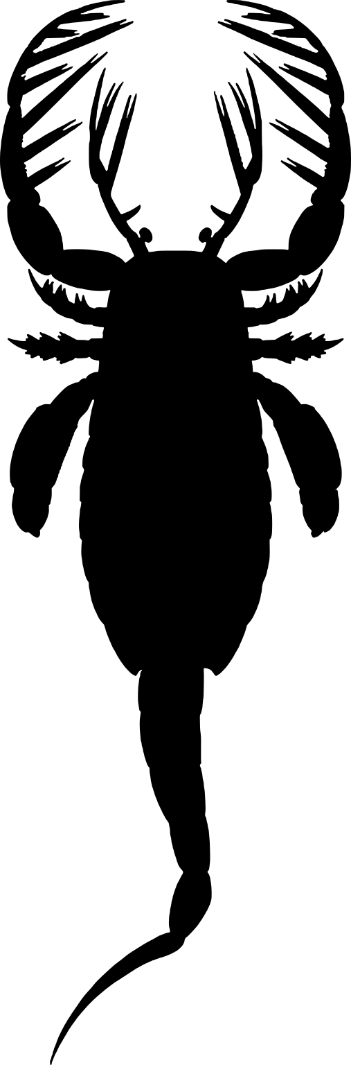 Mixopterus kiaeri