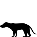 Ischyrocyon gidleyi