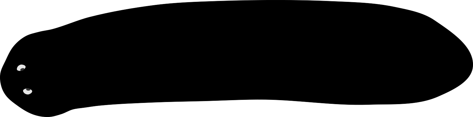 Schmidtea lugubris