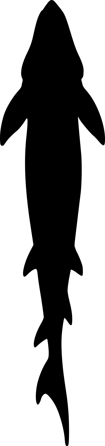 Acipenser transmontanus