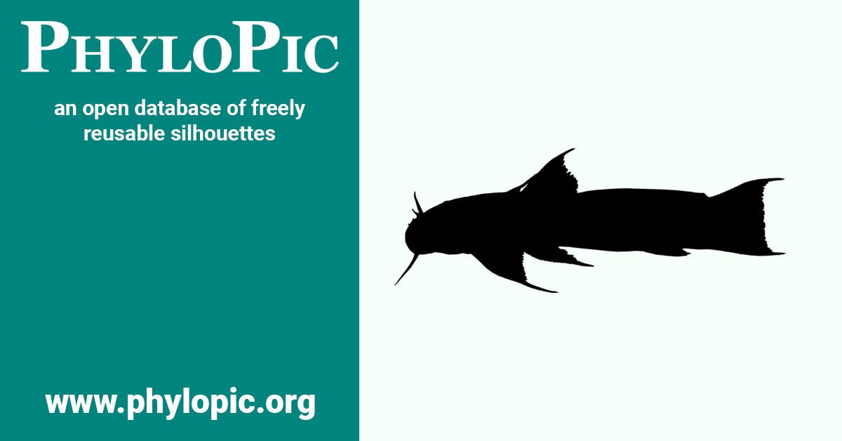 Astroblepus grixalvii by Grupo de Ictiología de la Universidad de