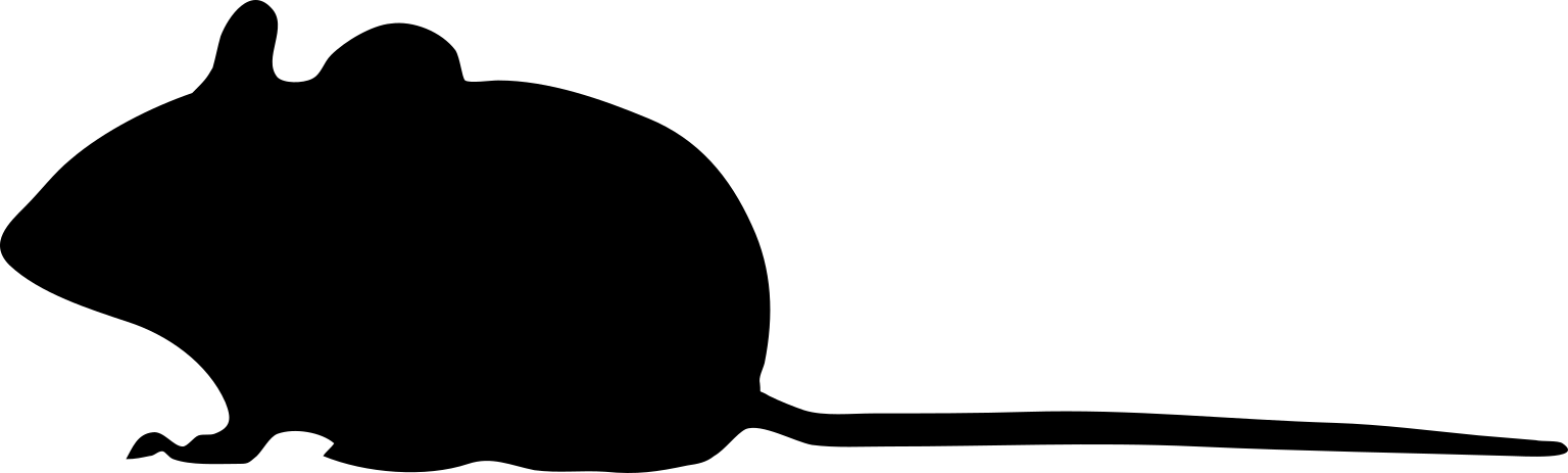 Apodemus sylvaticus