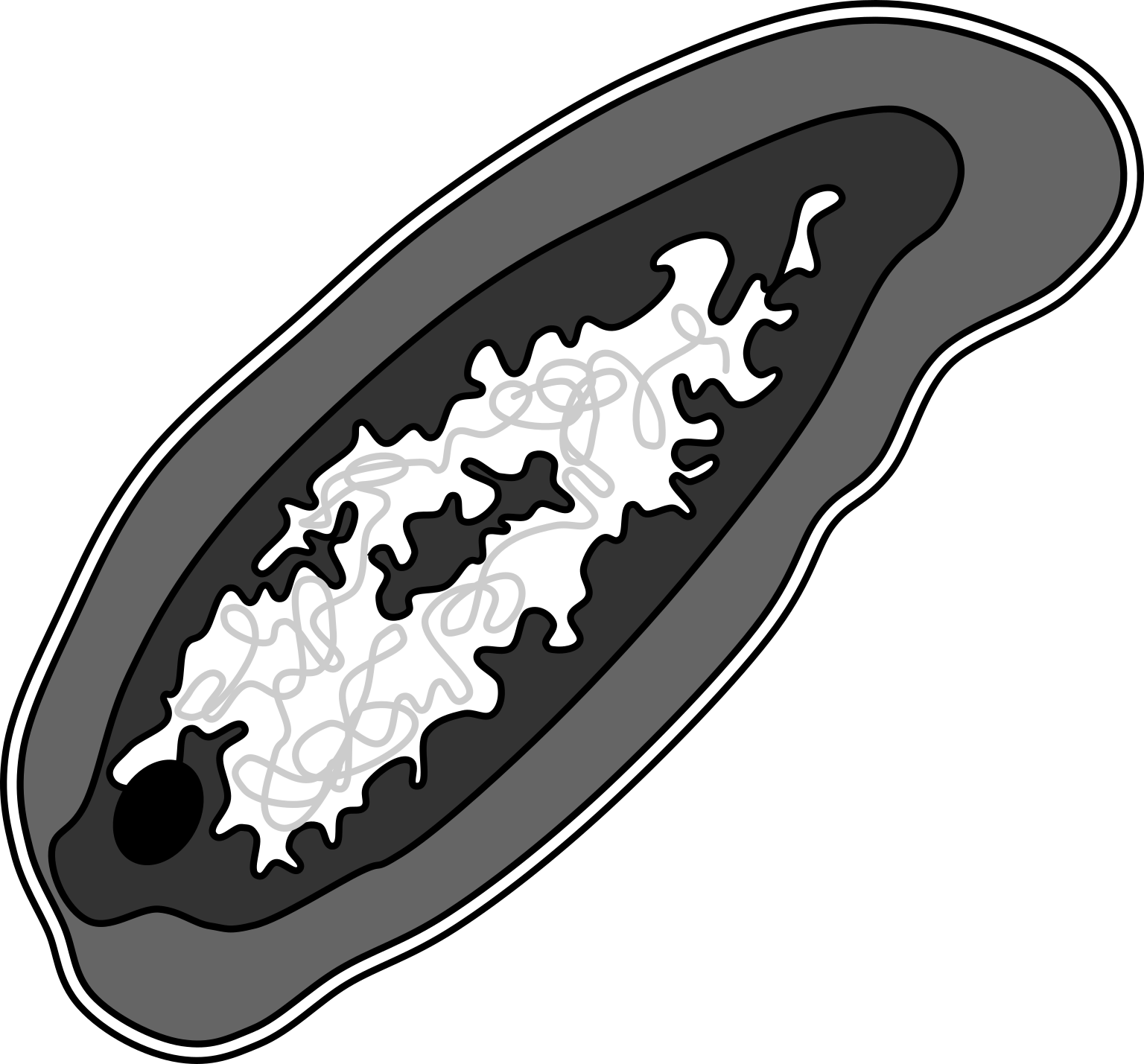 Poribacteria morphotype 5