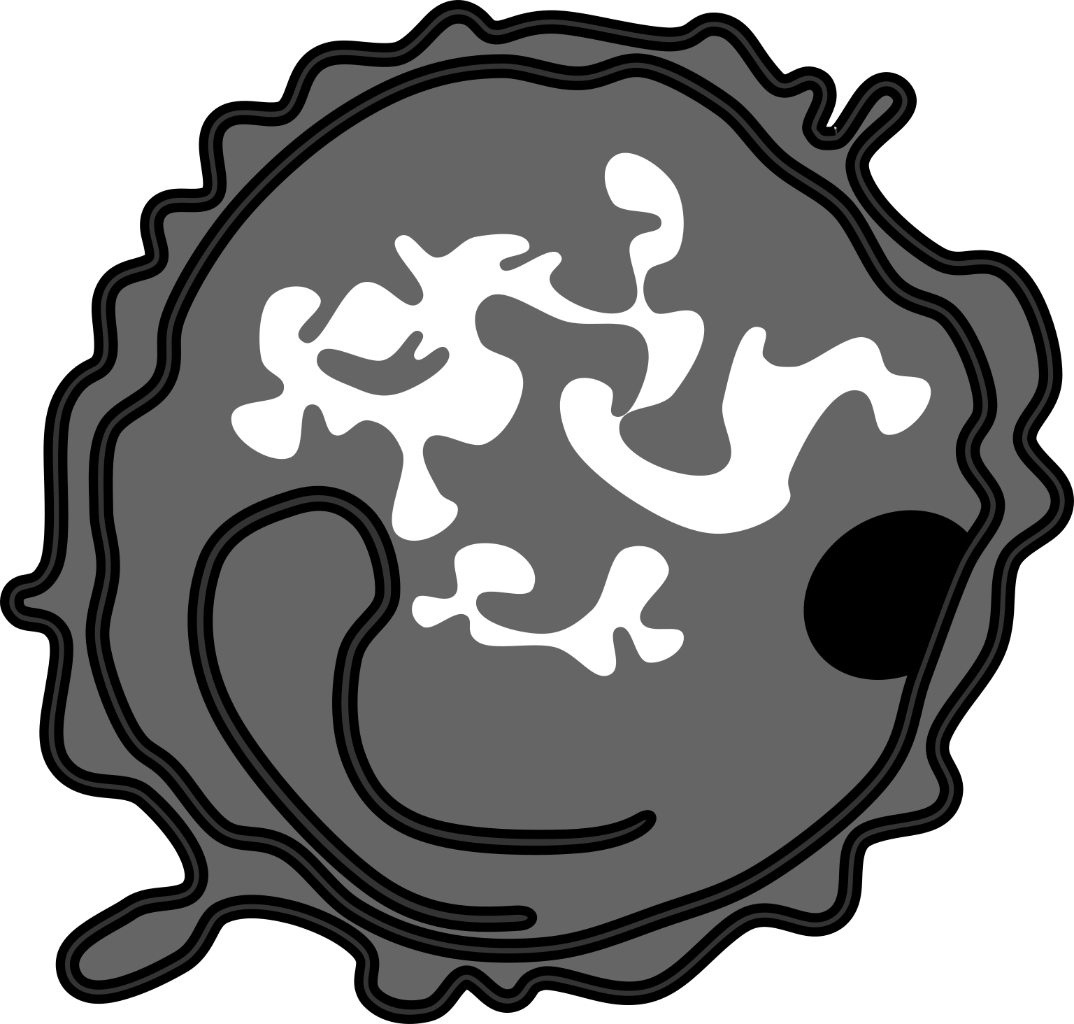 Poribacteria morphotype 6