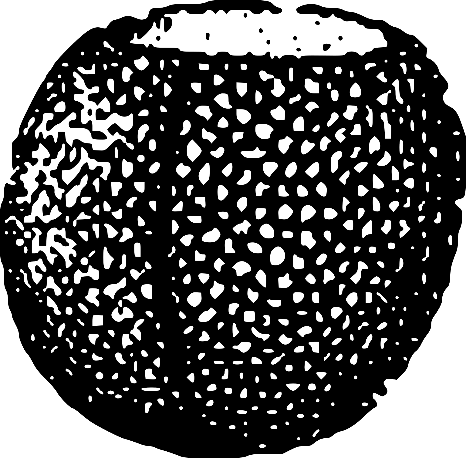Conciliospongia anjiensis