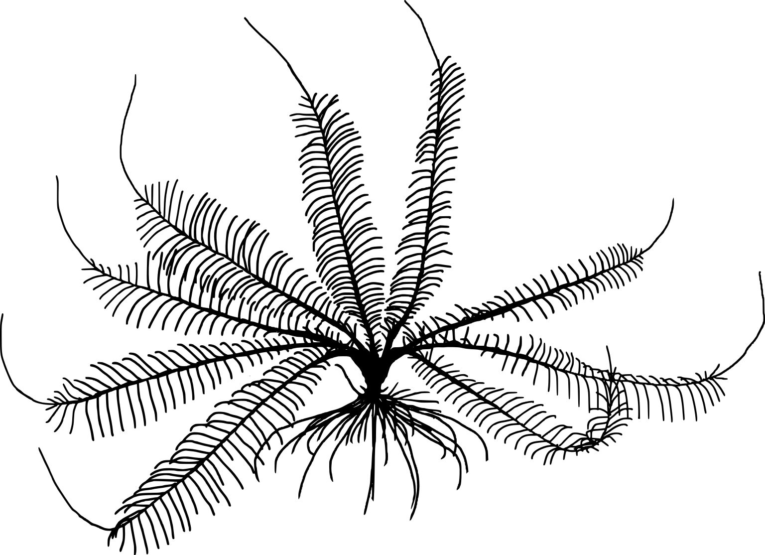 Atelecrinus