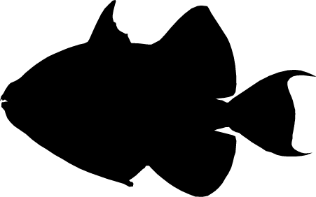 Balistes fuscus