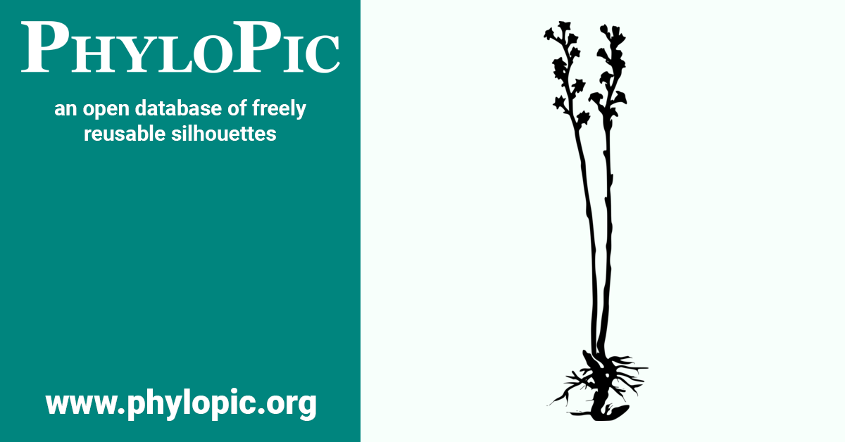 Petrosavia sakuraii (CC0 1.0) PhyloPic