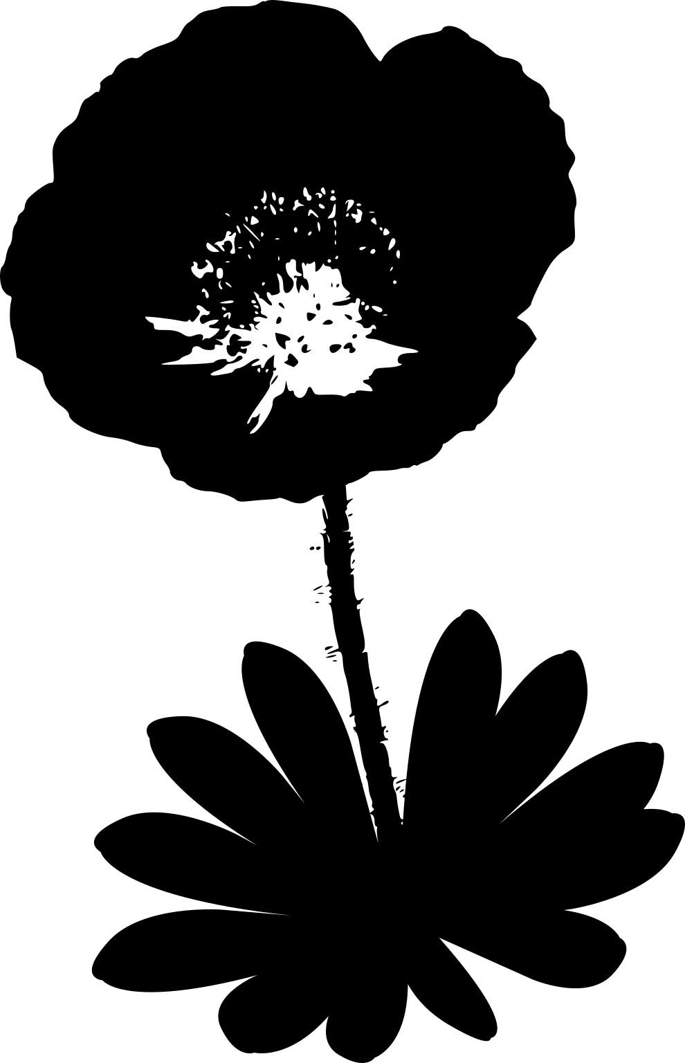 Oreomecon radicatum