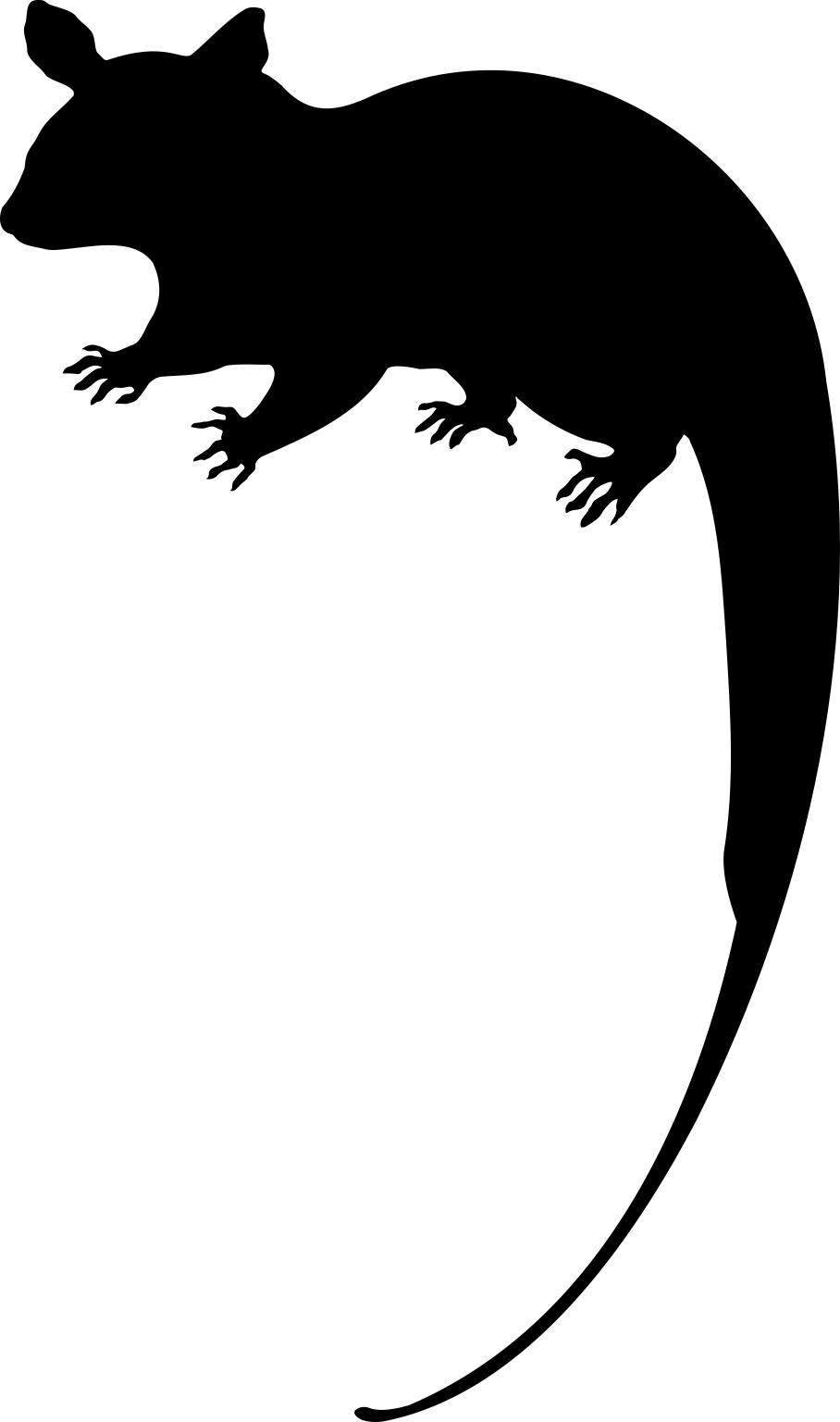 Caluromys