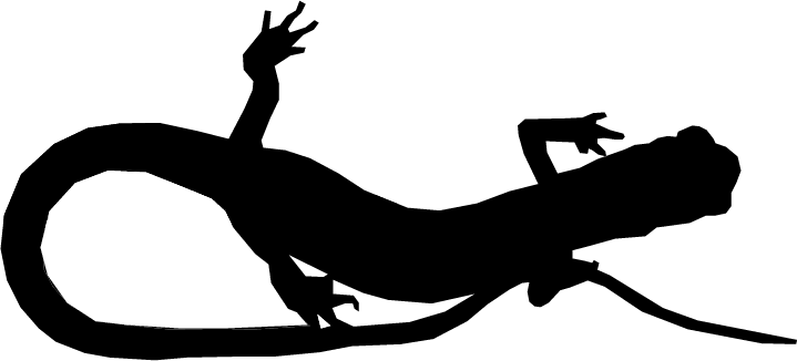 Eurycea longicauda