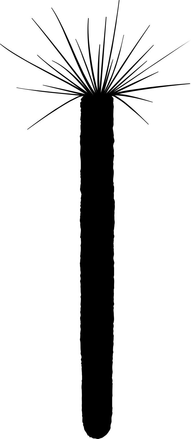 Platysolenites antiquissimus