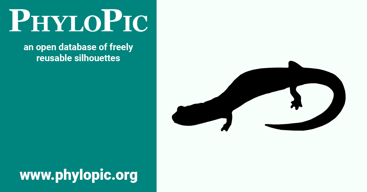 Pseudoeurycea amuzga by Jose Carlos ArenasMonroy (CC0 1.0) PhyloPic