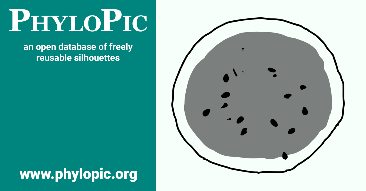 Citrullus lanatus subsp. mucosospermus (CC0 1.0) - PhyloPic