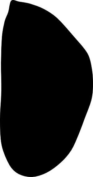 Choromytilus chorus