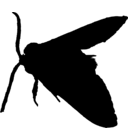 Lophocampa argentata