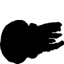 Mastigias papua