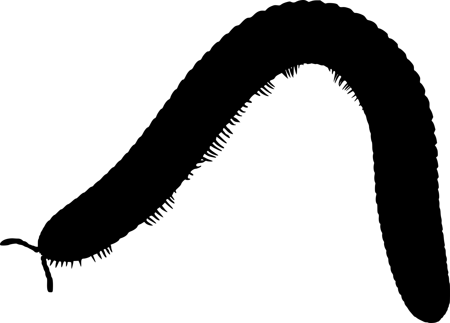 Octoglena sierra