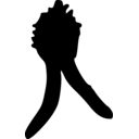 Myzostomatidae divisor