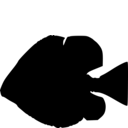 Hemicalypterus weiri