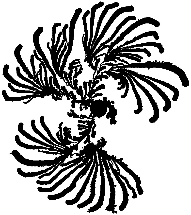 Bacillus subtilis